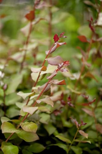 Indischer Flieder Lagerstroemia indica Berry Dazzle 30-35 cm Kübel | Sonniger Standort, winterhart, lange Bluetezeit, ideal fuer Kuebel, dekorative Zierpflanze, geeignet fuer Garten