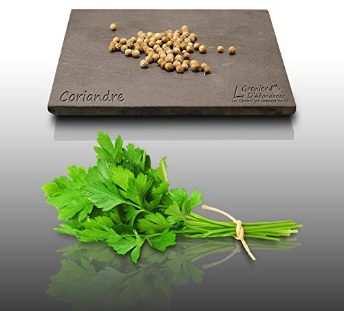 50 graines Aromatiques à semer - Le Grenier d'Abondance - CORIANDRE Cultivée - Coriandrum