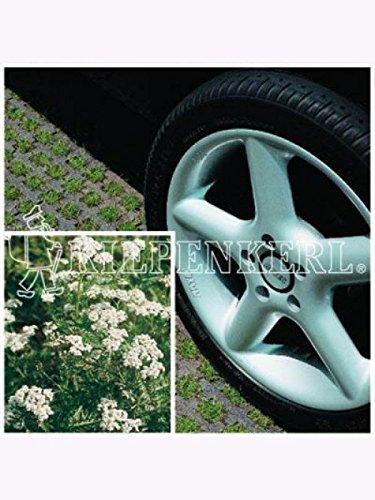 DSV-Rasensamen 5.1.1 Parkplatzrasen mit 2% Achillea 10kg