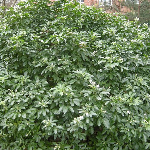 Choisya Ternata Mexican Orange Blossom Evergreen Garden Shrub Hardy Plant in Pot (9cm Pot, 15-25cm)