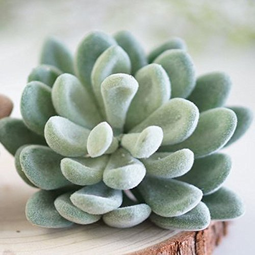 Neomark Tyoungg 4 Pack Flocked Green Artificial Succulent Cactus Plants Echeveria Unpotted Long Stem for Wreath Making Wedding Bouquet Making 3.33”Wide x 5”Tall