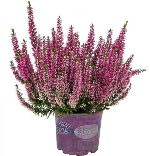 Brezo o Calluna Natural Planta Arbustiva con Múltiples Propiedades