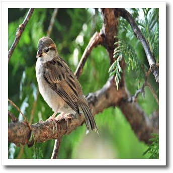 3dRose Little Sparrow Sitting on a Branch - Iron on Heat Transfers (ht-378048-3)