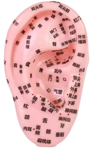 sporful Modèle de Massage Acupoint Oreille Humaine - Outil d'Enseignement Auriculaire en PVC pour SPA et Apprentissage - 13 cm Ressource Educative