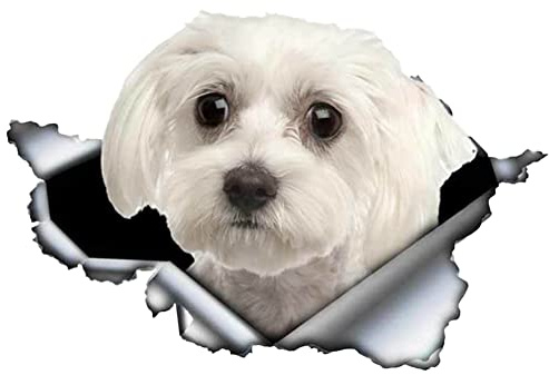Asudaro 2St Auto Sticker Autoaufkleber Lustig Dog Bichon Frise-Auto-Aufkleber Wasserfester PVC Rasse Hundeaufkleber Lustiger Tieraufkleber Autoaufkleber 3D Hundeaufkleber für Auto, LKW und Bus,Weiß