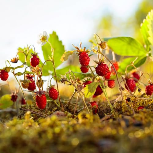 semillas de fresa silvestre orgánicas decoración de sala de estar comprar fresas silvestres Decoración de orgánicas de interior 250pcs