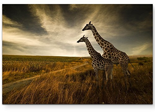 Leinwandbilder | Bilder Leinwand 120x80cm Giraffen in der Savanne