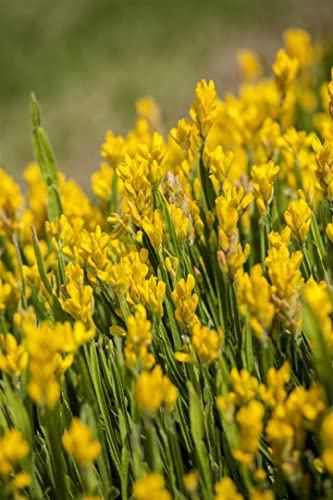 Genista sagittalis 20–30 cm – Winterhart, Mehrjährig, Pflegeleicht – Flügelginster – Zierstrauch für Steingarten & Beet