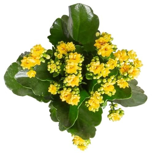 Kalanchoe Calandiva Natural Planta Ideal para Decorar Cualquier Rincón de la Casa