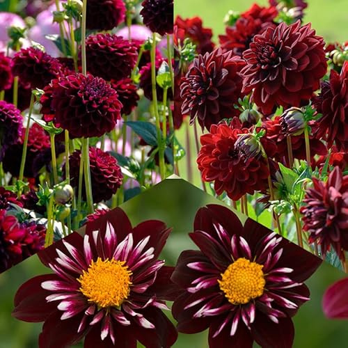 Dahlien Mischung “Summer Nights“ | 3 Stück | Blumenzwiebel | Knolle | Schnittblume | Rot | Schwarz | 100% Blütegarantie | QFB Gardening