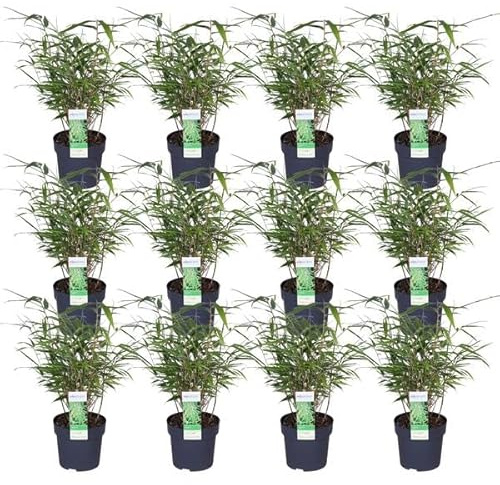Schirmbambus Fargesia rufa – 12er-Set – ca. 40cm hoch Ø14cm – Kompakter, nicht wuchernder Bambus – Für Garten, Sichtschutz & Kübel