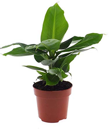 Musa Tropicana, Plátano Enano Canario, Bananero, Bananera, Platanera Planta Natural