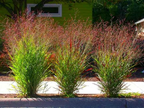 1 x Panicum virgatum 'Squaw' im Topf (Ziergras Gräser Winterhart Mehrjährig/Staude) Feuerrote Rutenhirse - Ziergras mit leuchtendem Farbenspiel (5)