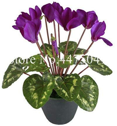 Graines de fleurs de cyclamen pour un beau jardin violet paquet de 100 graines