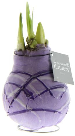 Amaryllis in Wachs Monet Violett | 1 Stück | Amaryllis in Wachs | ohne Gießen | pflegeleicht | lange und majestätische Blüte | Rot | Zimmerpflanze