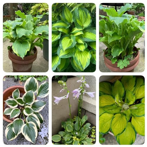 Semi di Hosta, rare Hosta plantaginea, da giardino roccioso resistenti decorazione floreale hosta resistente vecchie varietà 500pcs