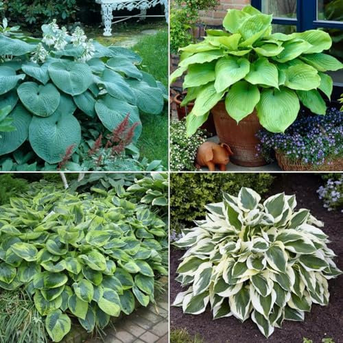 Hosta Bulbo Crecimiento RáPido, Exterior, FáCil De Cultivar, Resistente Al FríO. Bulbo Di Hosta Rizoma De Hosta,Hosta Pianta,Hosta Rizoma,Rizoma Hosta-10bulbos-A