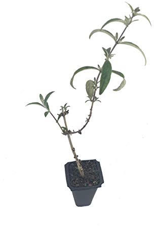 Buddleia Nanho Blue - 10 Live Plants - Blooming Butterfly Bush