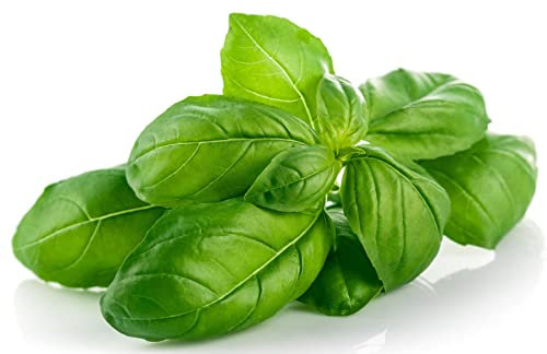 Mixed Herb Selection, Basil, Thyme and Mint, 6 x Plug Plant Pack, Herb Plants, Herbs, Garden Ready and Ready to Plant, Indoor or Outdoor, Premium Quality Herbs