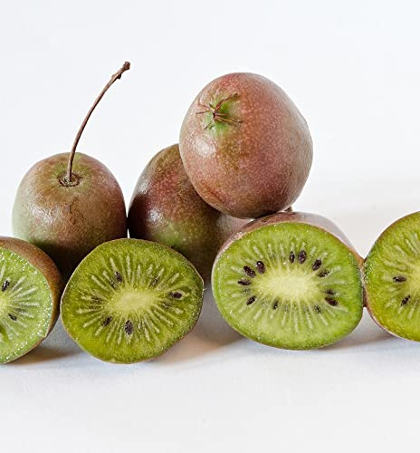 Großfruchtige Bayernkiwi `Pink Jumbo´, Actinidia arguta weiblich, 60-100cm im Topf