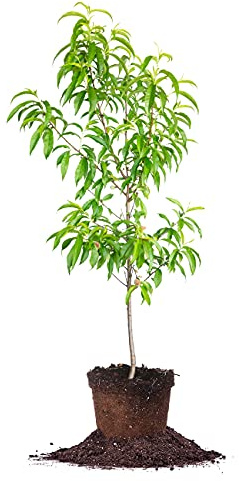 PERFECT PLANTS Scarlet Prince Peach Tree 4-5ft. Tall | Vibrant Fragrant Red Blooms | Heavy Producer | Self Fertile