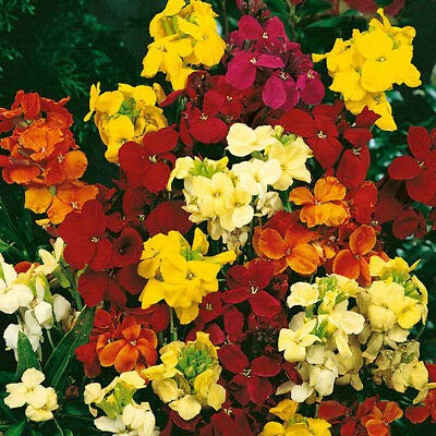 50Seeds WallFlower Bedding Mixed Perennials Useful for Seeds ing Garden Yard Patio: Only Seeds