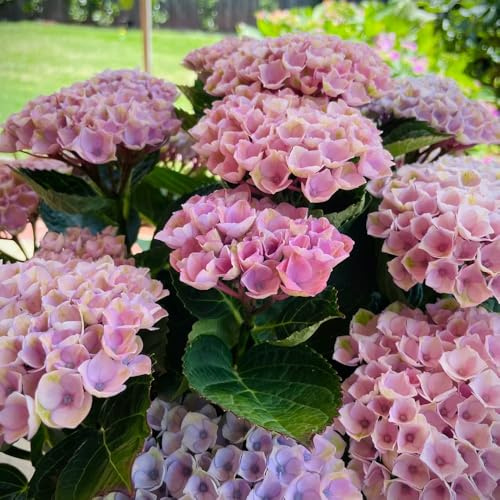 semi di ortensia resistenti, rampicante perenni, balcone, 150pcs