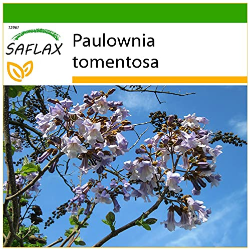 SAFLAX - Blåklockaträd - 200 Frön - Med pottsubstrat för bättre odling - Paulownia tomentosa
