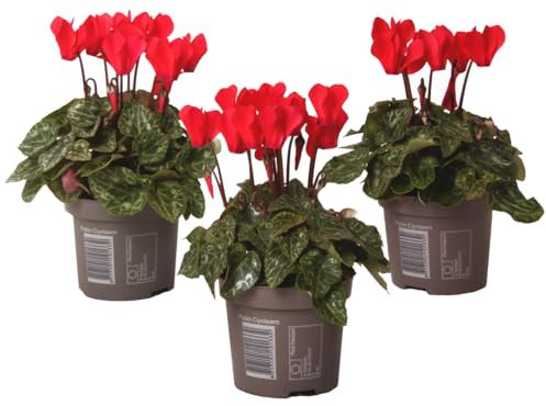 Plant in a Box - Cyclamen de Perse - Set de 3 - Cyclamen persicum 'Winfall Scarlet' - Hauteur 10-20cm - Pot 9cm - Plante fleurie pour l’automne et l’hiver – Facile d’entretien et décorative