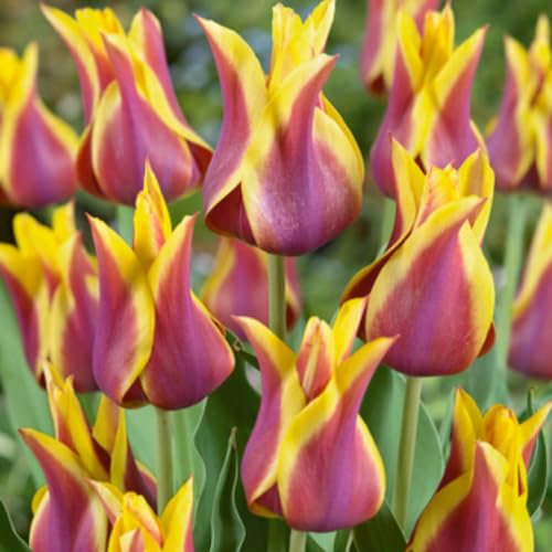 Tulip Bulbs-Tulip Plant Tulip Bulbs UK Tulip Bulbs for Planting Now UK,Ornamental Flowers,Garden Flowers,Wedding Flowers,Hardy Perennial-3bulbs-b