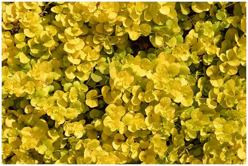 Stauden Gänge 10 x Lysimachia nummularia 'Aurea' gelbes Pfennigkraut | Gelber Bodendecker für Sonne bis Halbschatten, Blüte Mai bis Juli, mehrjährig, 9x9 cm Topf
