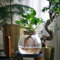 Plant in a Box - Clusia en verre - Hydroponique - Plante d'intérieur dans l'eau
