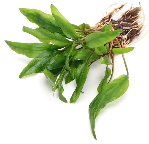 K2AQUA Cryptocoryne Petchii Live Aquarium Plant Freshwater Tropical Aquatic Decoration Healthy Growth Low Maintenance Natural Greenery Perfect for Fish Tank Aquascaping