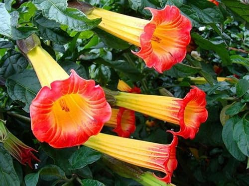 5 SEMI DI BRUGMANSIA SANGUINEA - TROMBA DELL'ANGELO ROSSO semi freschi