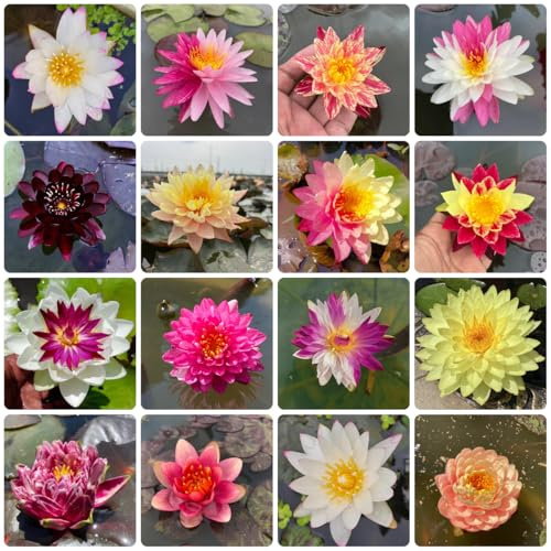 seerosen lotusblume, lotosblumensamen hochbeet, steingartenpflanzen winterhart lotus lotusblüte blumensamen mehrjährig winterhart balkonpflanzen 85samen