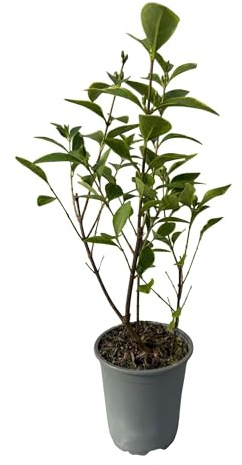 Ovalblättriger Liguster Ligustrum ovalifolium Aureum – Immergrüne Heckenpflanzen – 8 Pflanzen – 1 m – 9 cm Höhe 35–40 cm – Gelb-Grün – Pflegeleicht