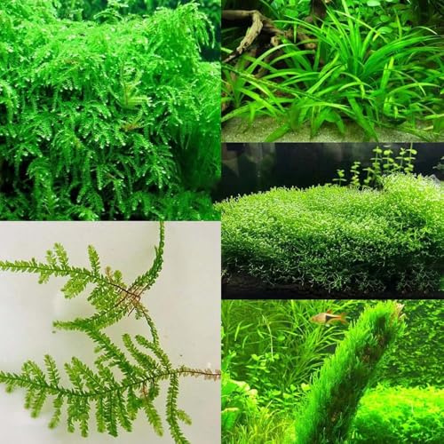 semi acquatici - semi di acquario acquario giardino resistenti acquatici ufficio giardino decorativi esotici - serie rari decorazione balconi 850pcs