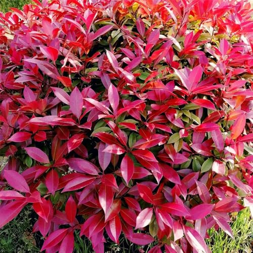 Semi di Photinia Red Robin ornamentali biologiche selvatiche, giardino ornamentali resistenti per giardinieri decorazioni giardino 50pcs