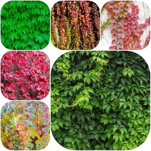 Semi di vite selvatica, giardino Vite americana, vecchie varietà esotiche rampicanti resistenti balcone raro organico rampicanti resistenti per 250pcs