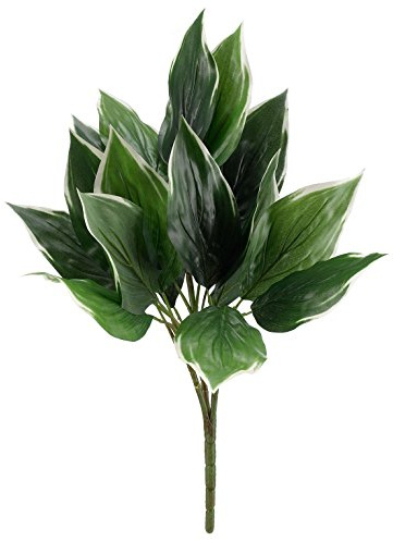 DZD HOSTA PLANT - 55cm tall - pack of 2 - Green