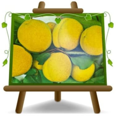 EURO PLANTS VIVAI Albicocco S Maria in Gradi pianta da frutto su vaso 20 cm Altezza 150~170 cm - Età 2 anni