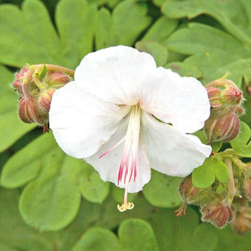 Geranium 'St Ola'. 2L Plant. White cranesbill flowers. Ideal for part-shady spots and ground cover. Available from Bedwen Plants