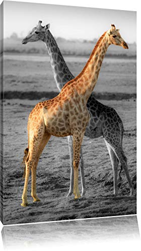 Pixxprint schöne Giraffen in der Steppe B&W, Größe: 60x40cm, Leinwandbild, fertig gespannt, Wandbild, Dekoration, Kunstdruck, kein Poster
