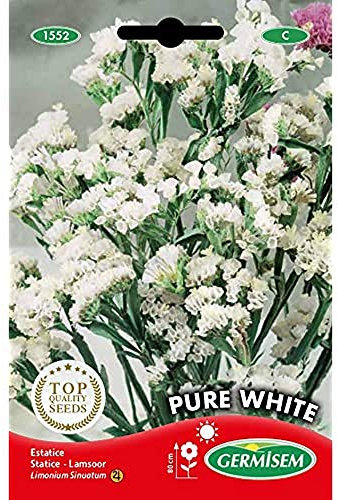 Germisem Pure White Semillas de Statice 0.5 g (EC1552)