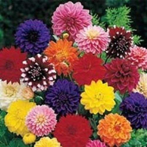 Dahlia Mixed Flower Seeds/Early Blooming Dinner Plates 20+ Bi-Colour and Solid Material : Seeds Only