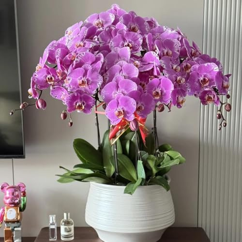 semillas de phalaenopsis - orquídeas variedades antiguas para camas elevadas balcón Decoración sala estar. 20pcs