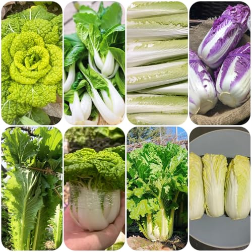 chinakohl, chinakohlsamen gartenkräuter, exotische zimmerpflanzen bio, gemüsesamen balkon, exotische winterhart alte gemüsesorten 300samen