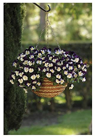 PREMIER SEEDS DIRECT - Pansy Trailing Winter Flowering - Cool Wave - Violet Wing - 20 Seeds