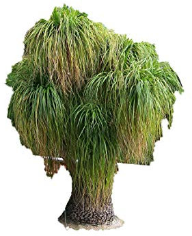 Elefantenfuß Palme 10 Samen -Beaucarnea recurvata- **Toll Zimmerpflanze**