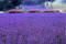 Perennes Semillas de flores de lavanda, semillas de flor 25pcs paquete original